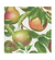 Apple Orchard Paper Cocktail Napkins