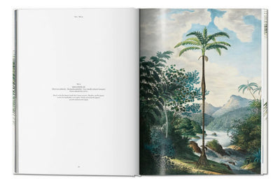 MARTIUS THE BOOK OF PALMS