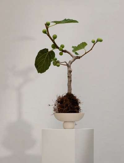 Barburu Bowl Mini Birch