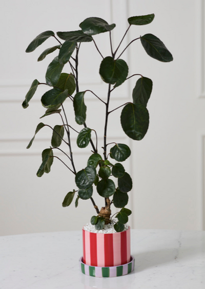 Joyelle Pot with Saucer 5.75x 4.5in