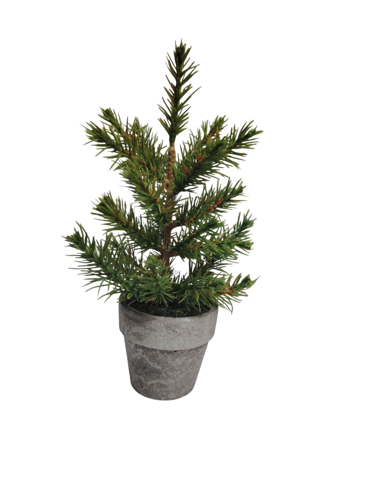 Potted Short Pine A