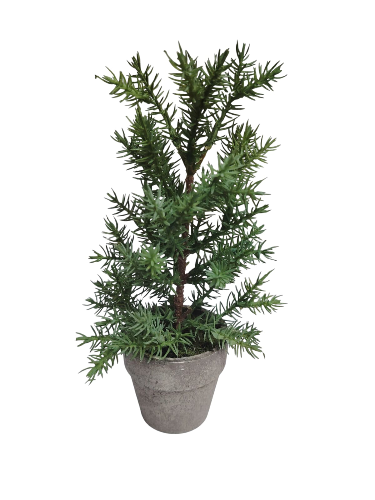 Potted Short Pine B