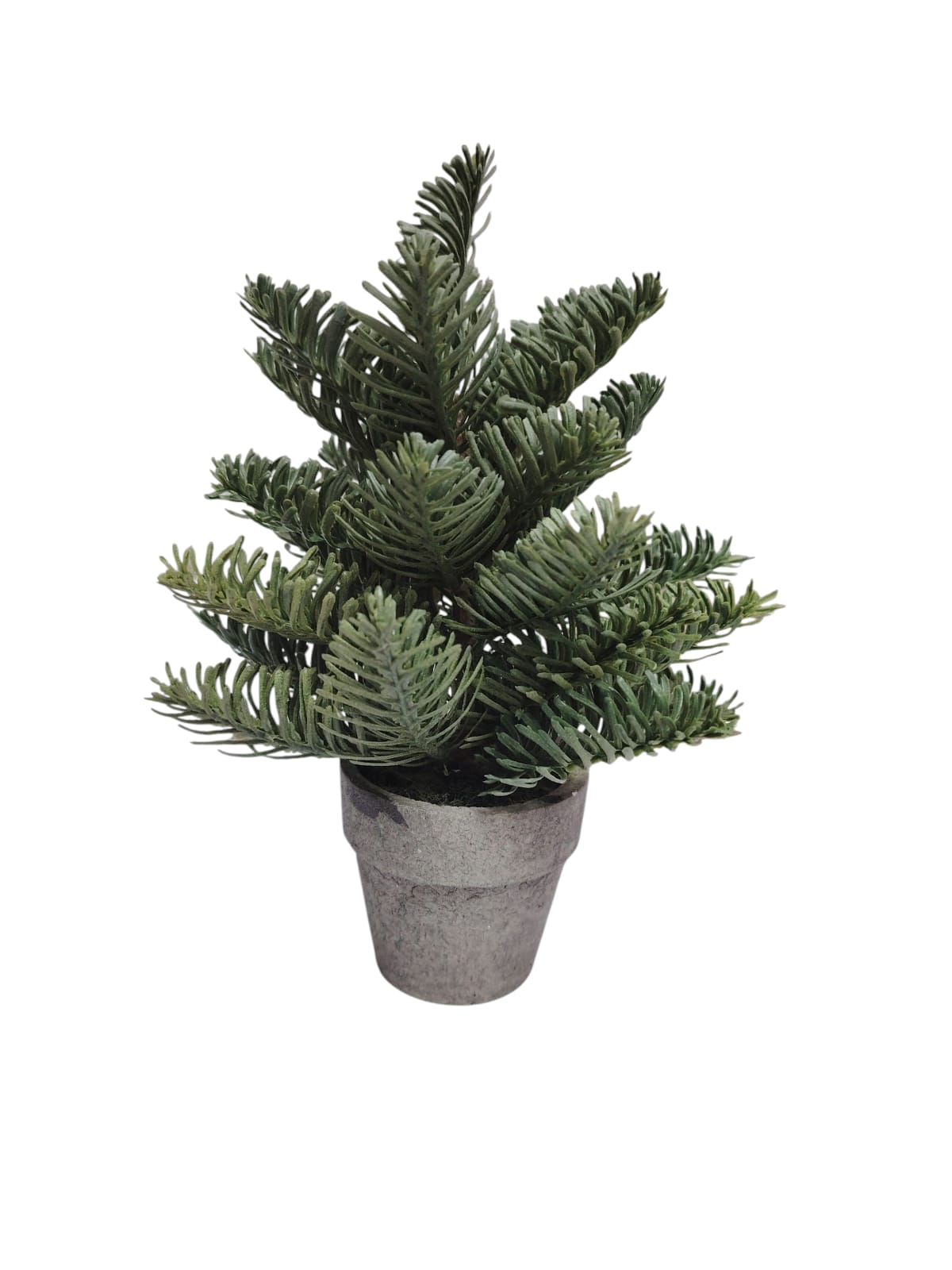 Potted Tall Pine C