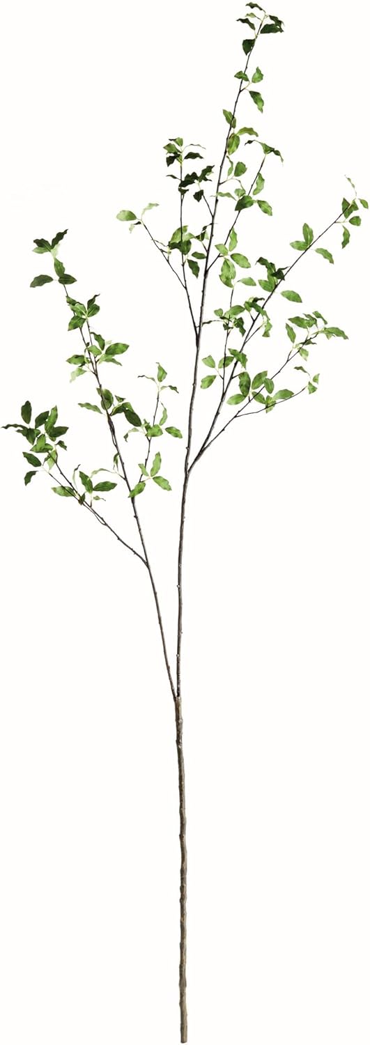 Pittosporum Branch 78in