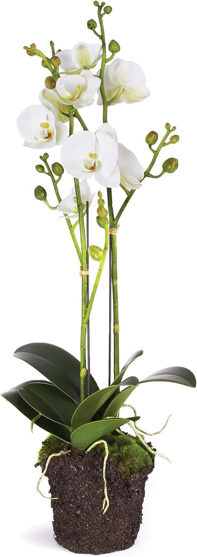Phalaenopsis Drop 23inch
