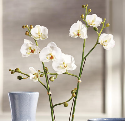 Phalaenopsis Drop 23inch