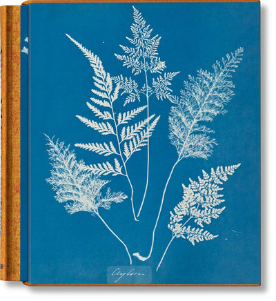 Anna Atkins Cyanotypes