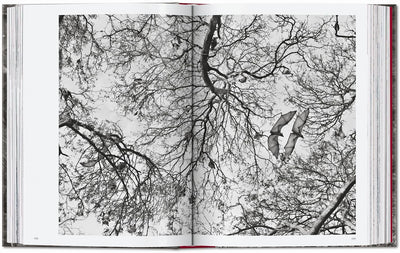 Sebastiao Salgado Genesis