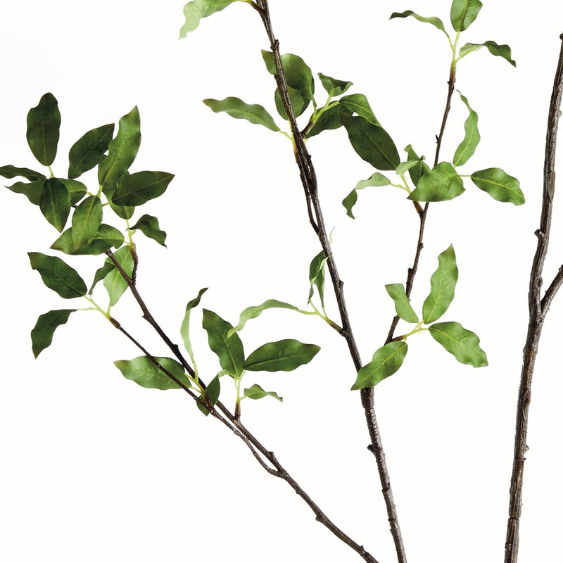Pittosporum Branch 78in