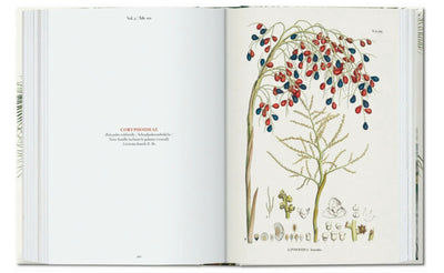 MARTIUS THE BOOK OF PALMS