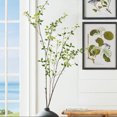 Pittosporum Branch 78in