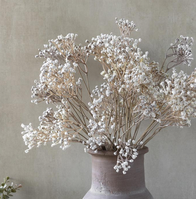 Gypsophila Stem