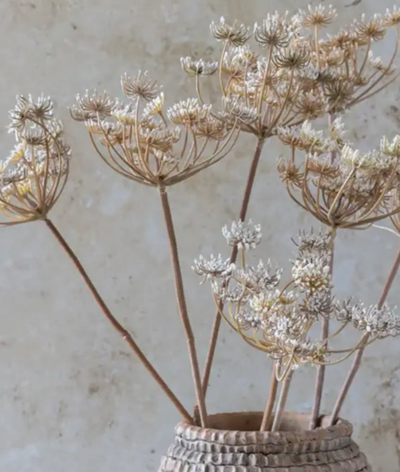 Queen Annes Lace Stem