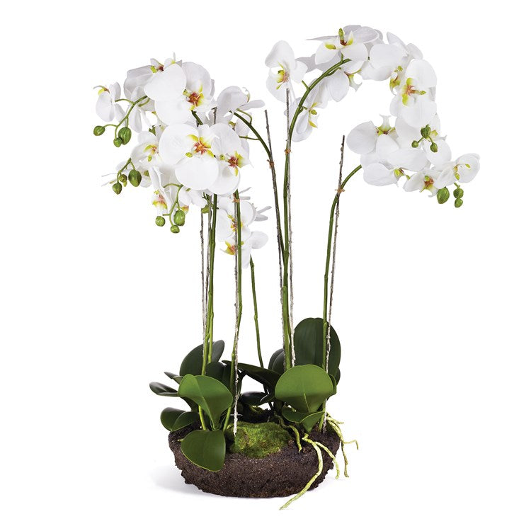 Phalaenopsis Bowl Drop 31.5in