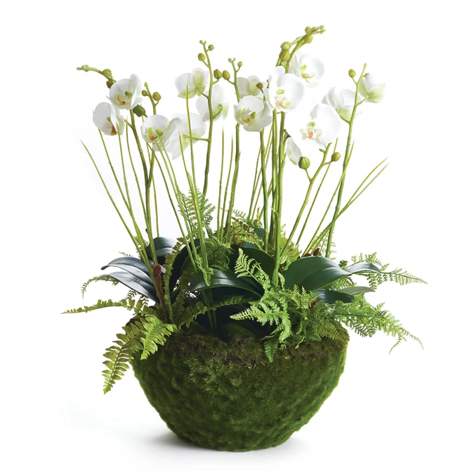 Phalaenopsis Fern Drop-In 21