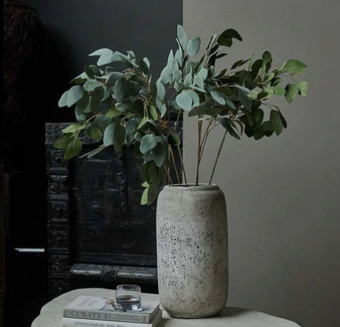 Eucalyptus Populus Stem