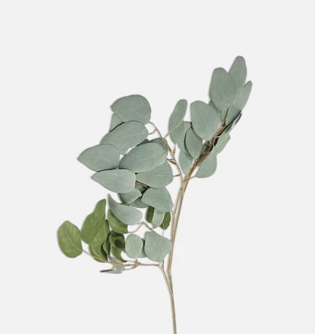 Eucalyptus Populus Stem