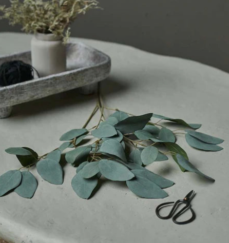 Eucalyptus Populus Stem