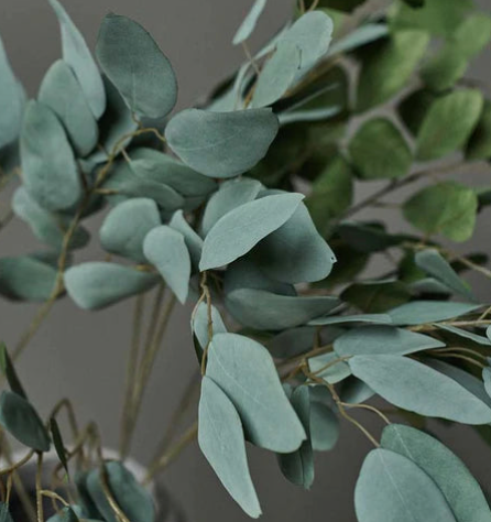 Eucalyptus Populus Stem