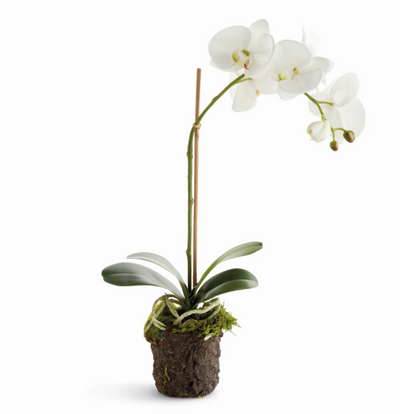 Phalaenopsis drop-in 21
