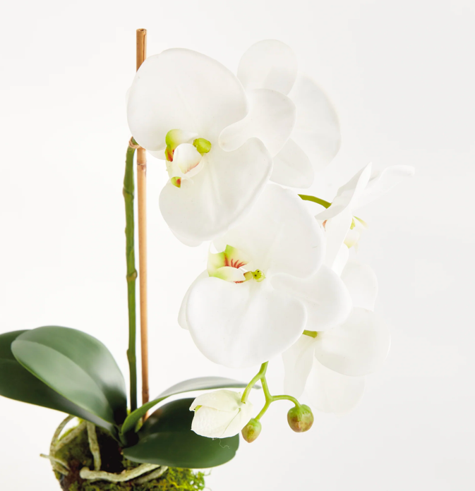 Phalaenopsis drop-in 21