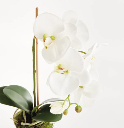Phalaenopsis drop-in 21