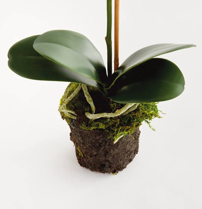 Phalaenopsis drop-in 21