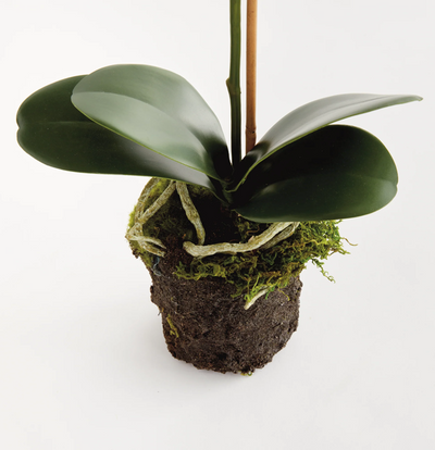 Phalaenopsis drop-in 21