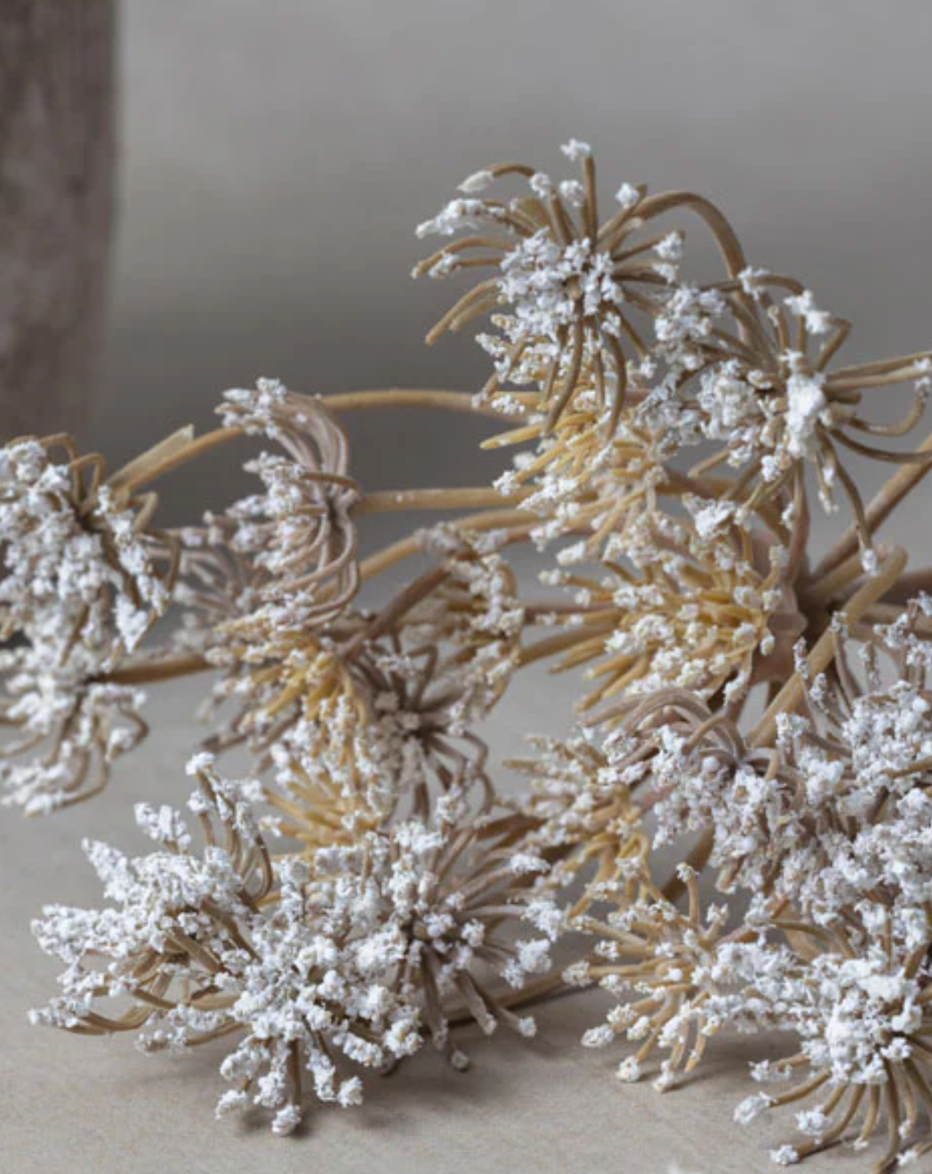 Queen Annes Lace Stem