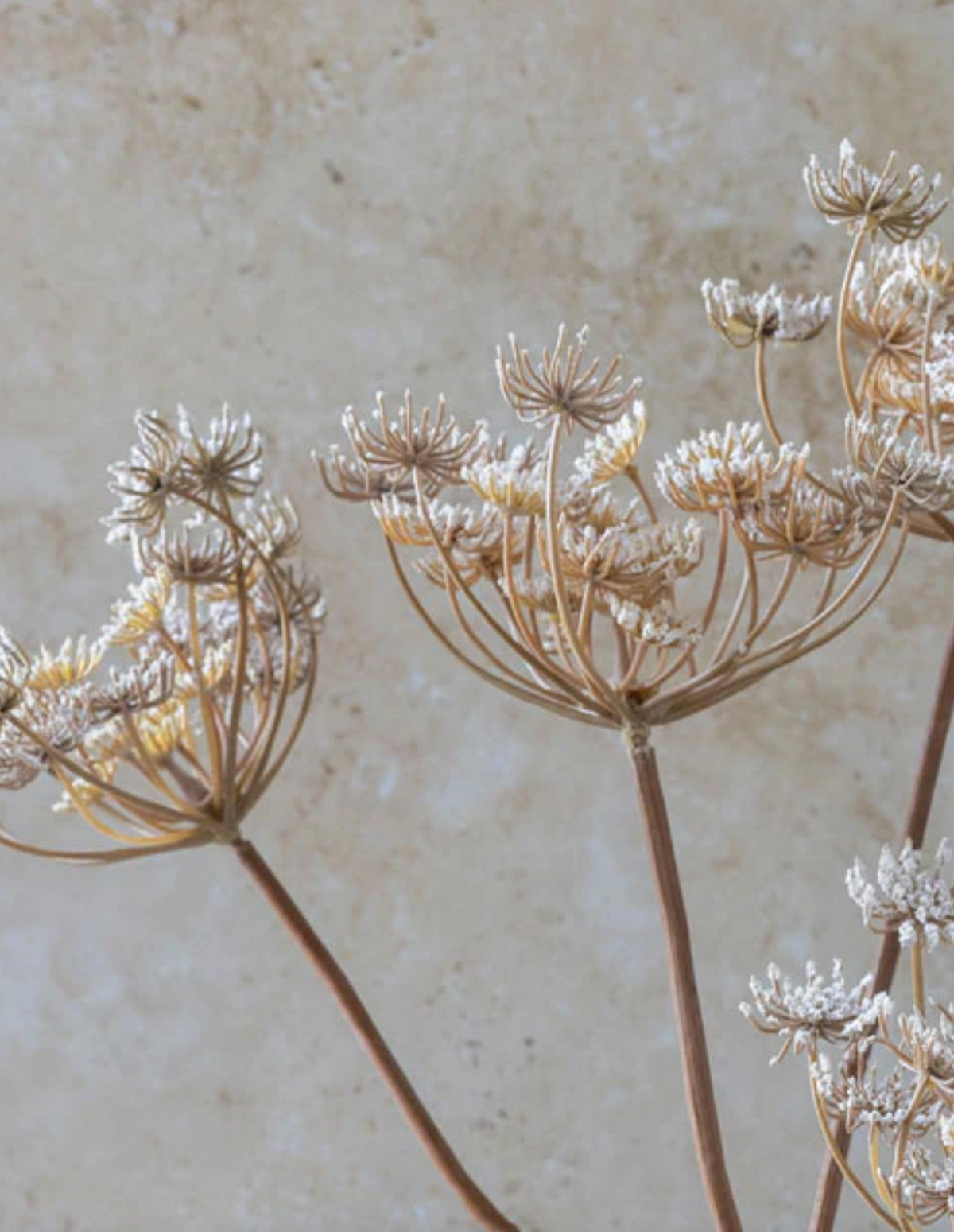 Queen Annes Lace Stem