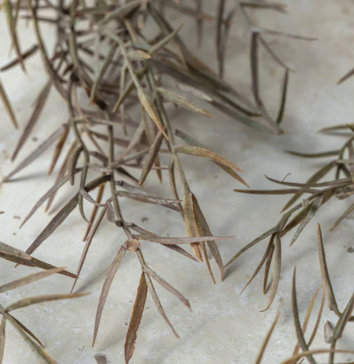 Honey Bracelet Rust Stem