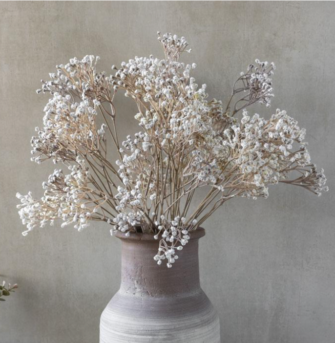 Gypsophila Stem
