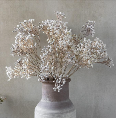Gypsophila Stem