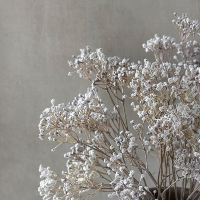 Gypsophila Stem