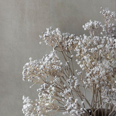 Gypsophila Stem