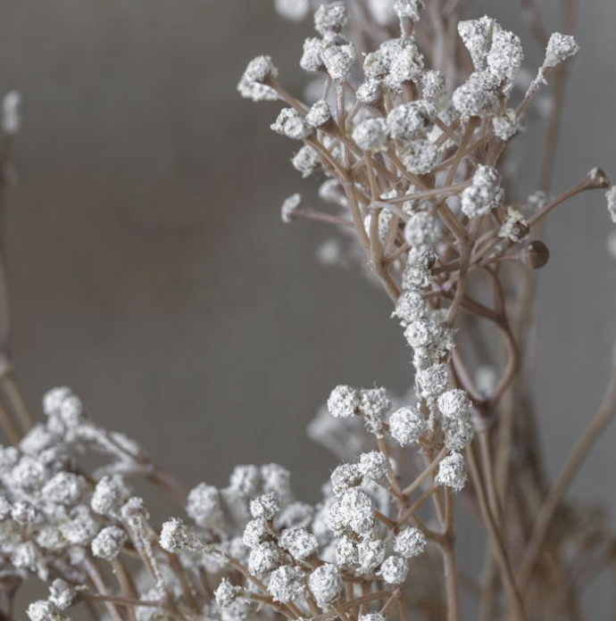 Gypsophila Stem