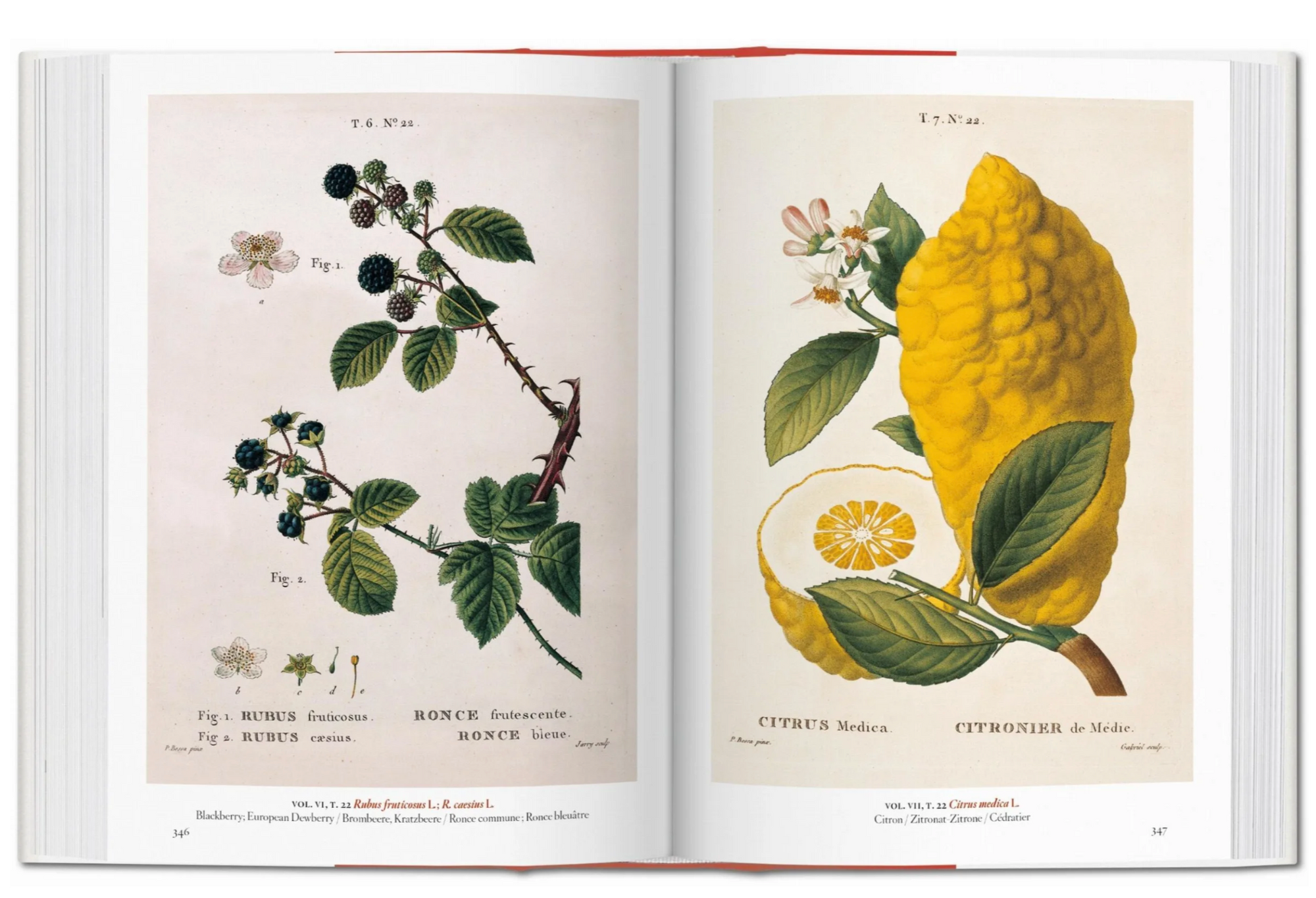 Garden Eden Mmasterpieces of Bo