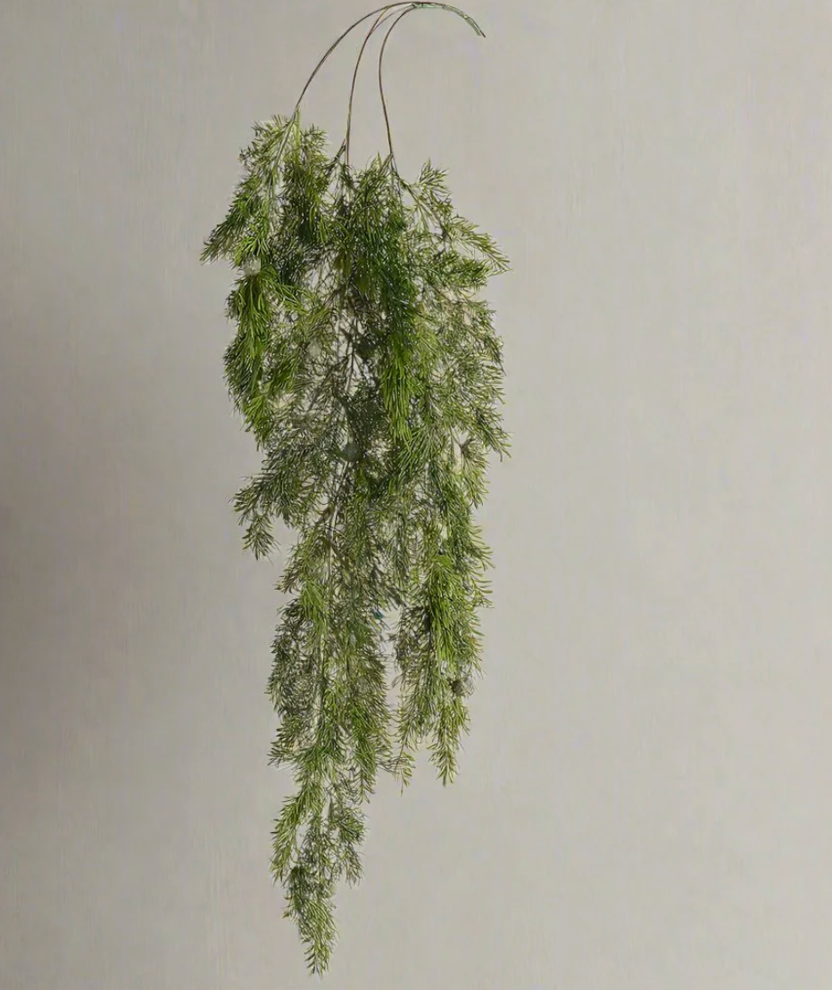 Juniper Hanging Bush