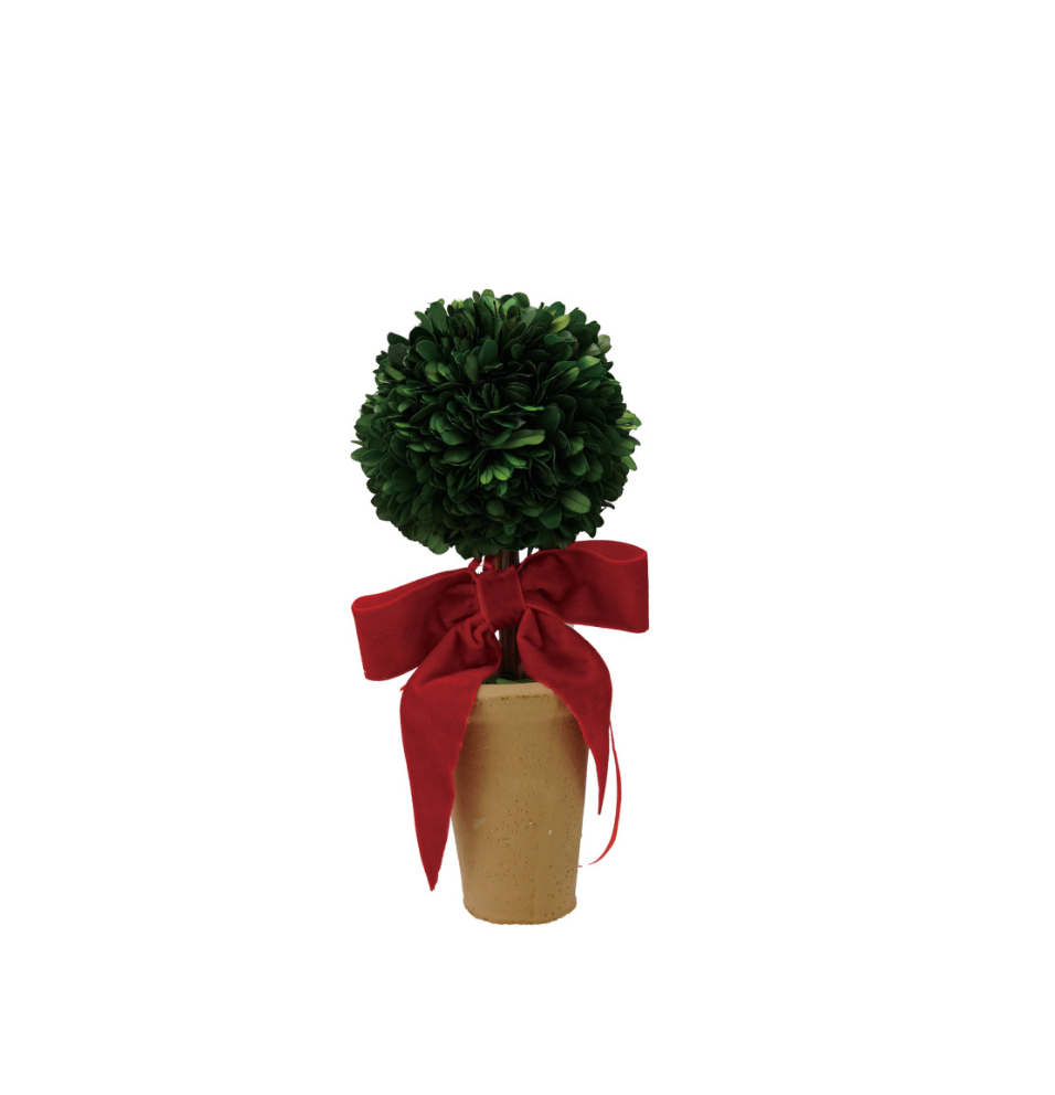 Dried Boxwood Tree in Terracotta Pot w Red Velvet Bow