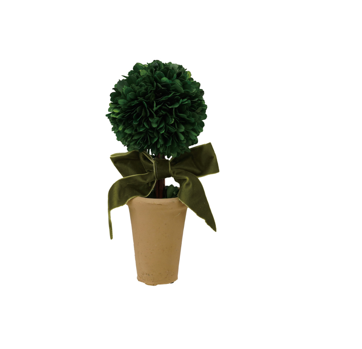Dried Boxwood Tree in Terracotta Pot w Green Velvet Bow