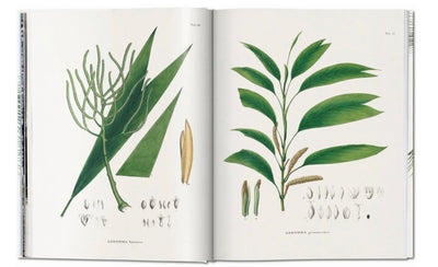 MARTIUS THE BOOK OF PALMS