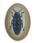 Dish w Insect