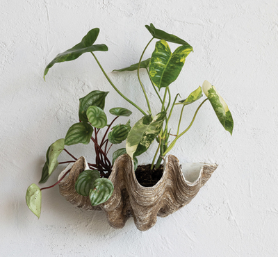 Decorative Resin Clam Shell Wall Container