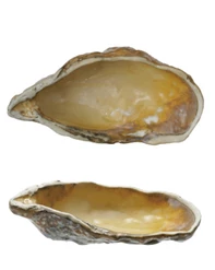 Oyster Shell Shaped Dish