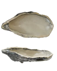 Oyster Shell Shaped Dish