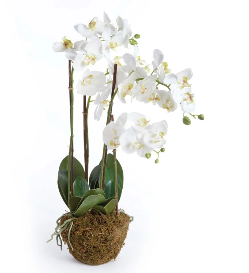 Phalaenopsis Drop 30inch