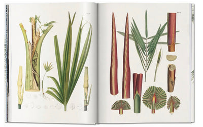 MARTIUS THE BOOK OF PALMS