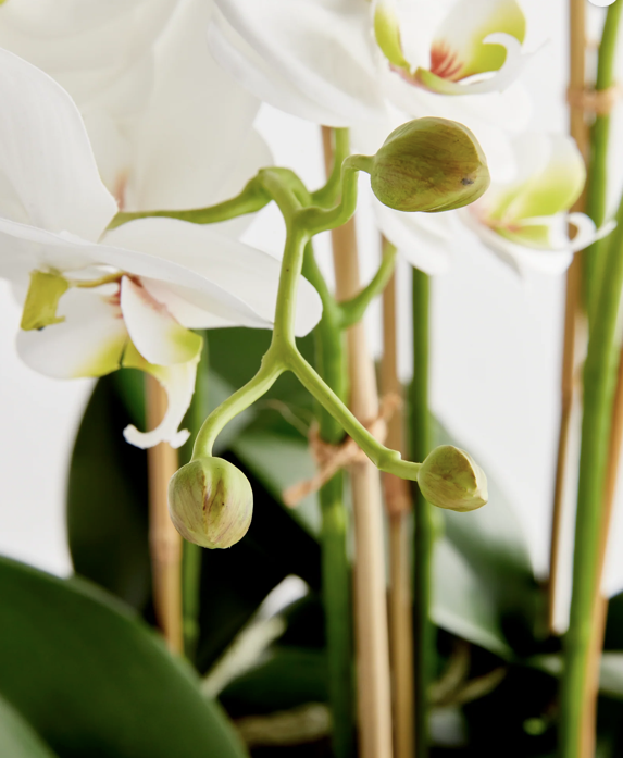 Phalaenopsis Orchid Bowl Drop In18.5"