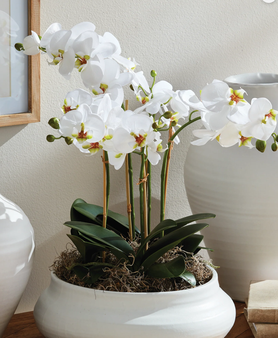 Phalaenopsis Orchid Bowl Drop In18.5"