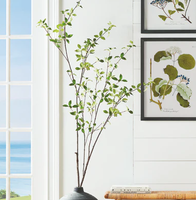 Pittosporum Branch 78in